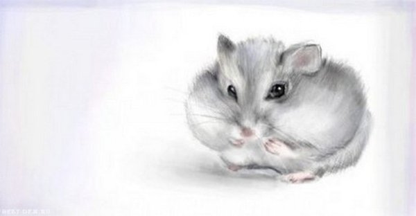 Джунгарский хомячок рисунок