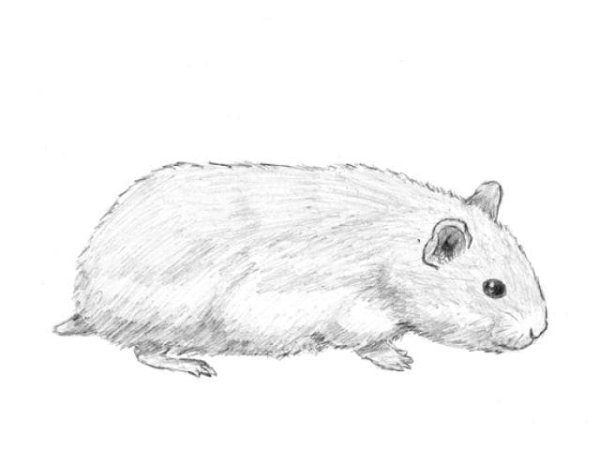 Хомяк рисунок карандашом
