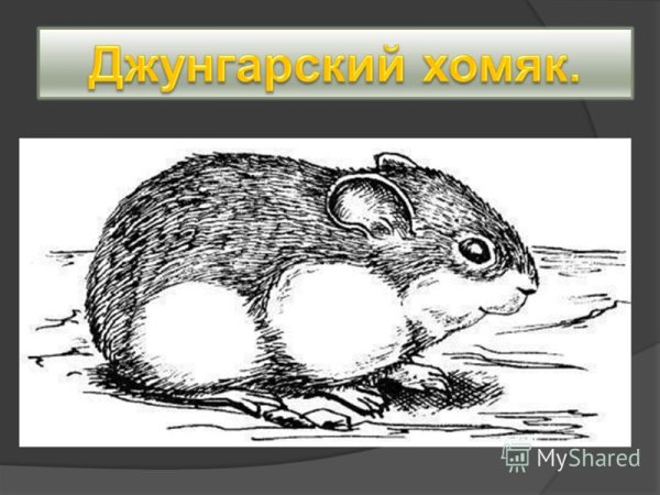 Рисунки джунгарских хомяков