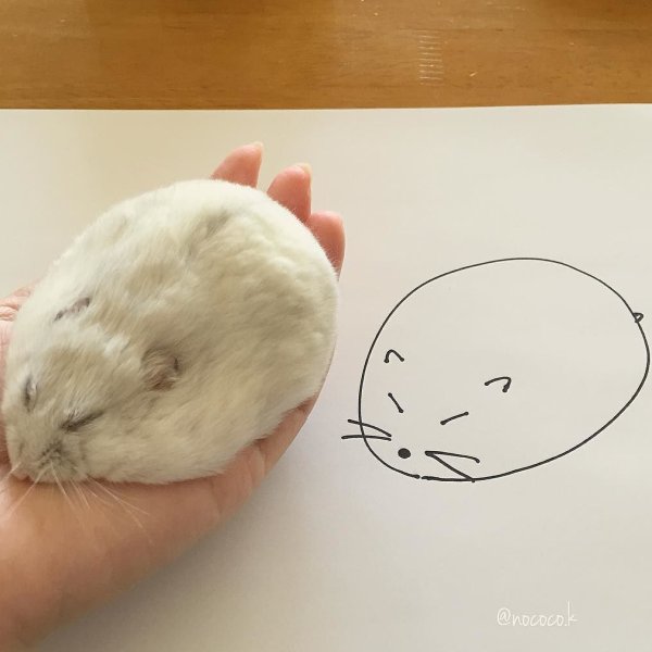 Рисование хомяка