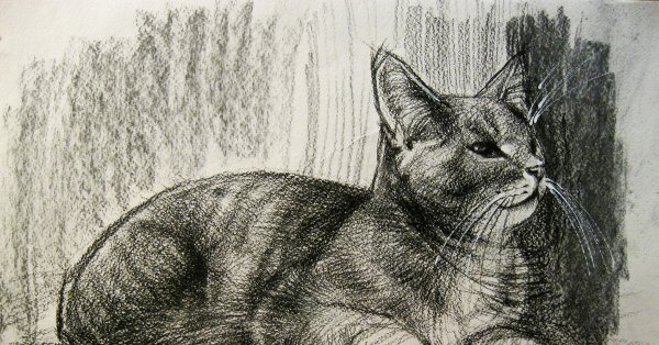 Дюрер Наброски кошек