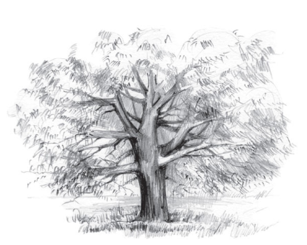 Зарисовки деревьев