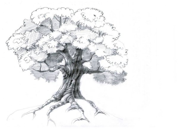 Дерево простым карандашом
