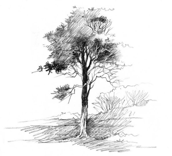 Дерево карандашом