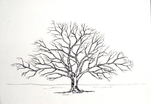 Силуэт дерева для детей