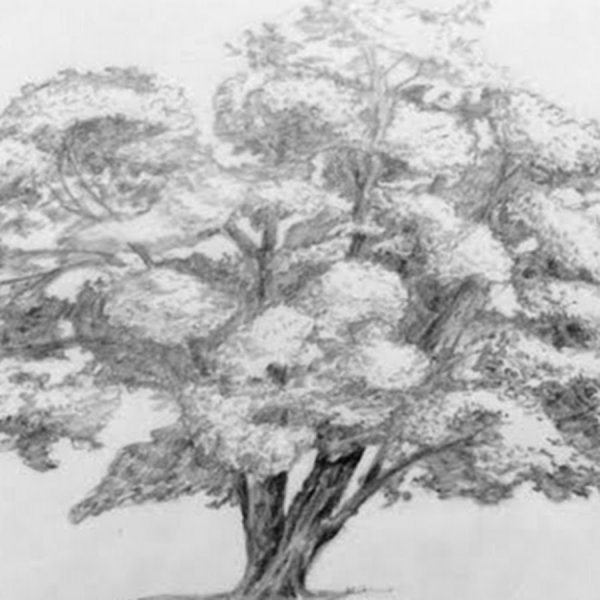 Дерево карандашом