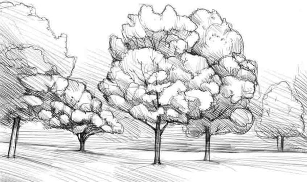 Дерево для рисования