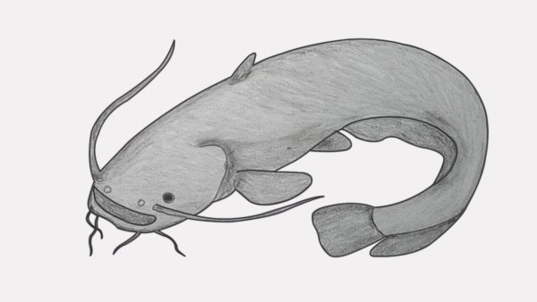 Сом нарисовать