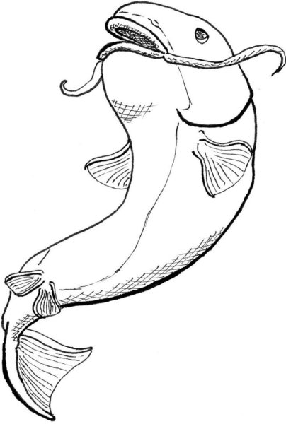 Рисунок сома