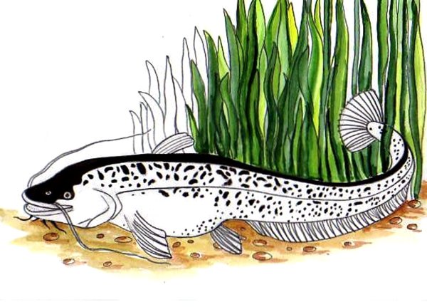 Рисунок сома