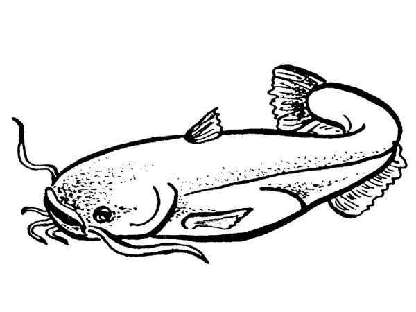 Сом раскраска