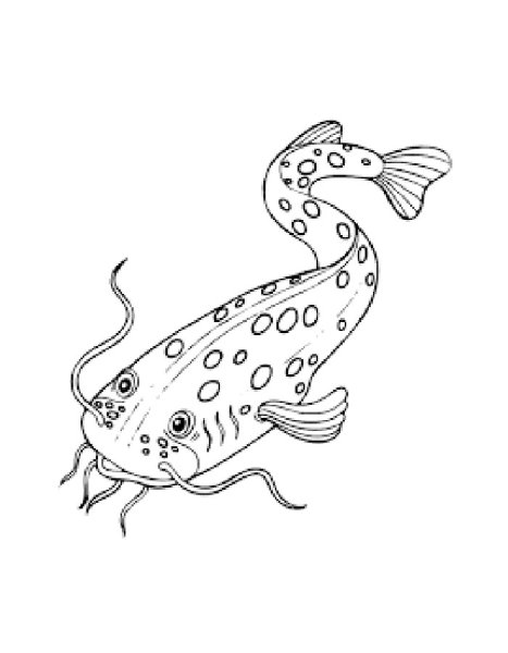 Раскраска сомик аквариумный