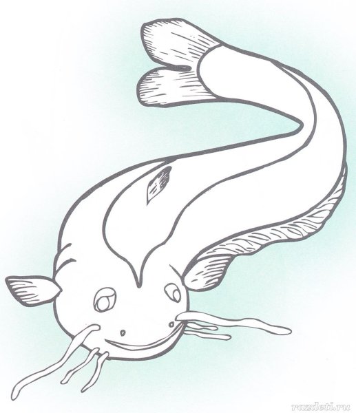 Сом раскраска для детей