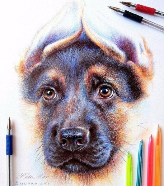 Щенок цветными карандашами