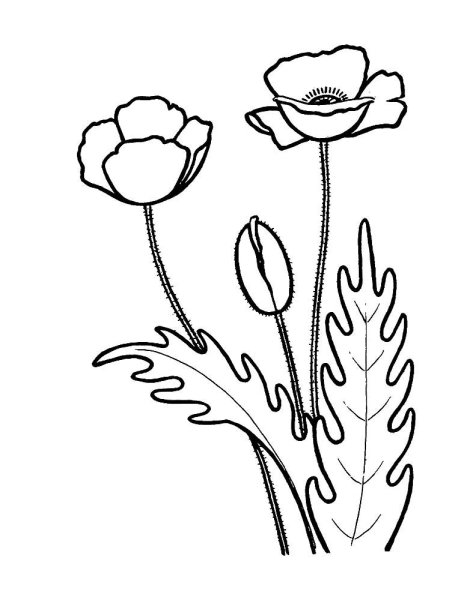 Раскраска Мак цветок