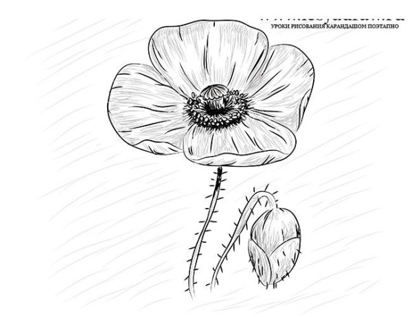 Рисунок карандашом маки цветы