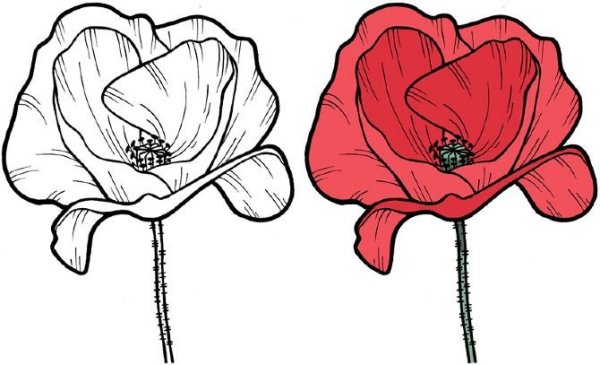 Мак цветок рисунок карандашом