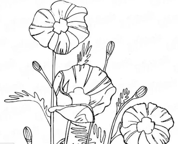 Цветы на клумбе карандашом