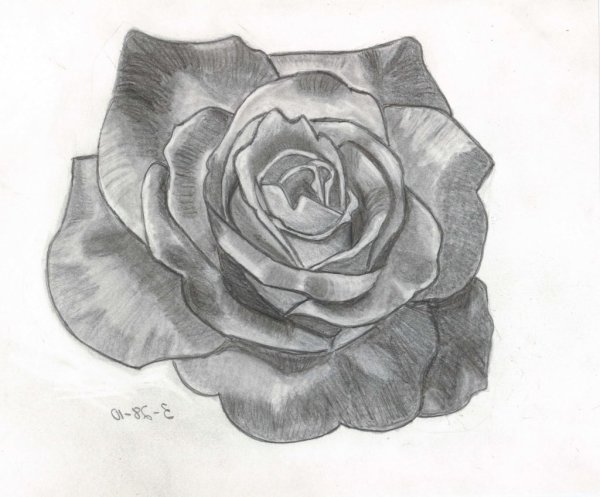 Роза рисунок