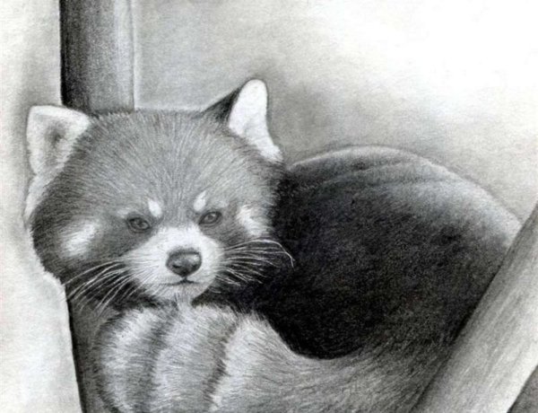 Малая Панда рисунок карандашом
