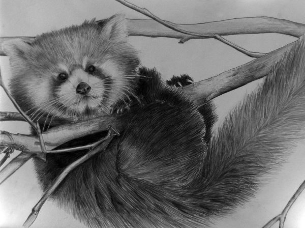 Малая Панда рисунок карандашом