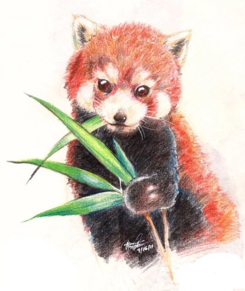 Гун би красная Панда