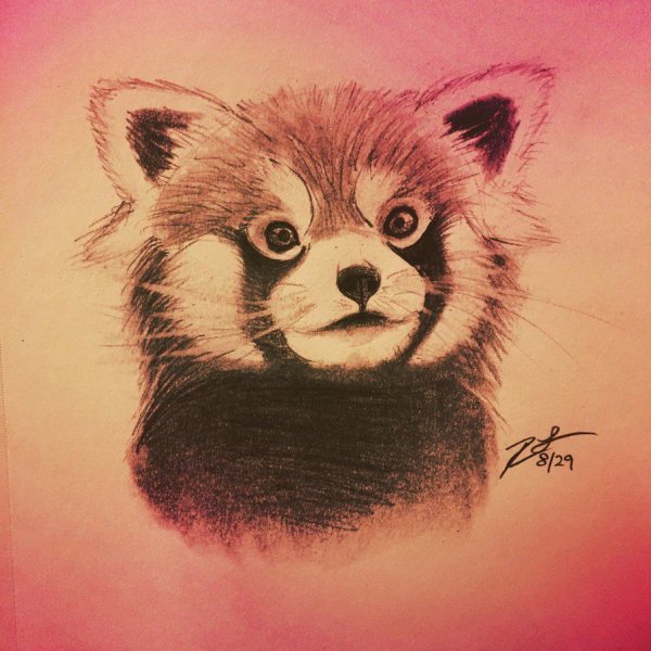 Красная Панда набросок