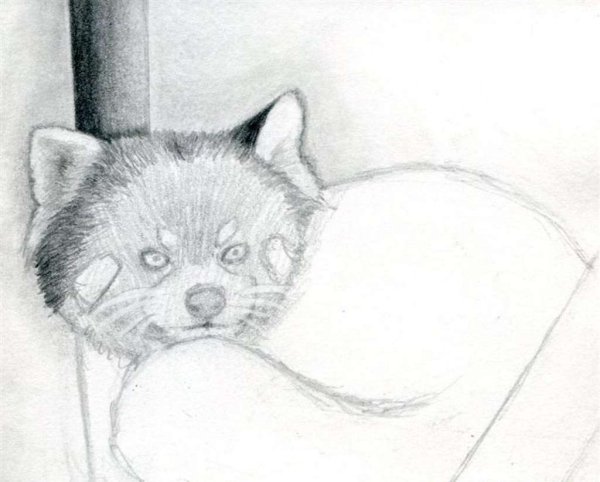 Малая Панда карандашом