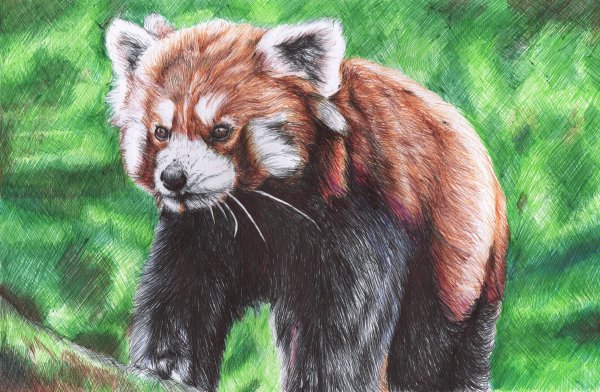 Малая Панда карандашом