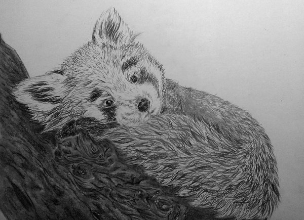 Красная Панда карандашом для срисовки