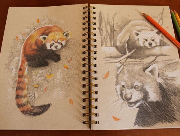 Красная Панда скетч