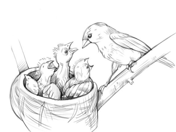 Птица с птенцами раскраска
