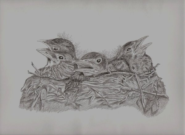 Птенец карандашом