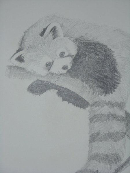 Малая Панда карандашом