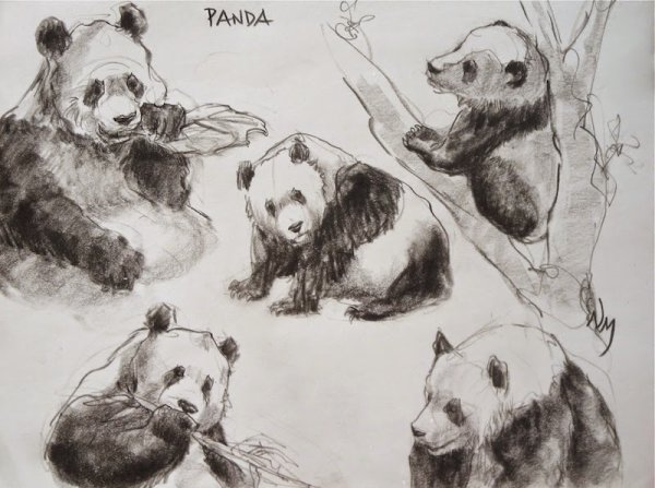 Референсы животных Панда