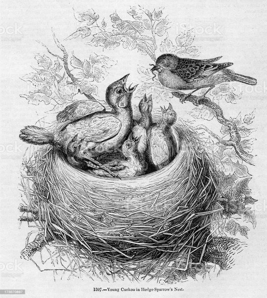 Гнездо для птиц.