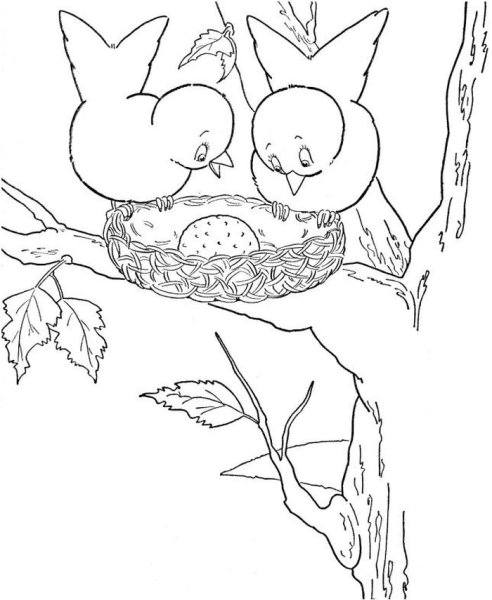 Птенцы в гнезде раскраска для детей
