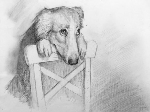 Зарисовки собак