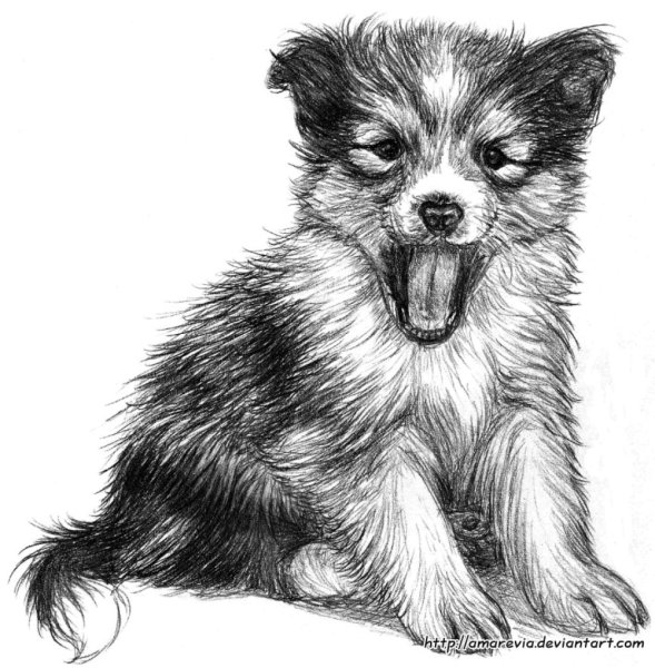 Щенок рисунок карандашом