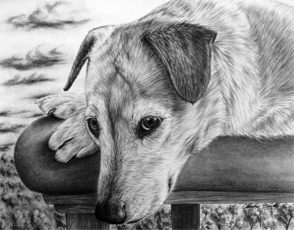 Картинки собак карандашом