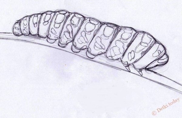 Гусеница рисунок карандашом