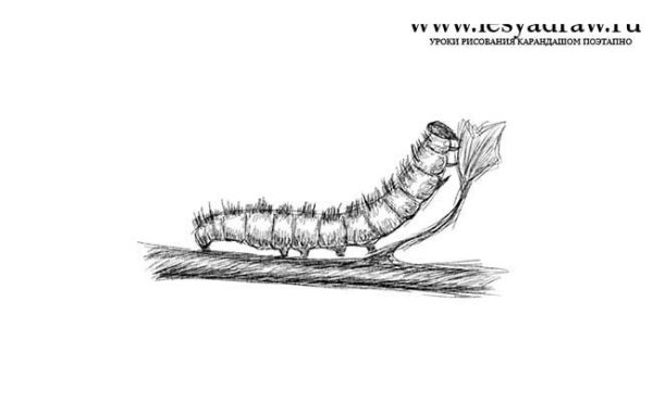 Гусеница раскраска