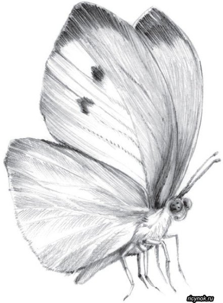Бабочка рисунок карандашом