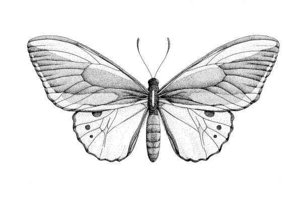 Бабочка карандашом