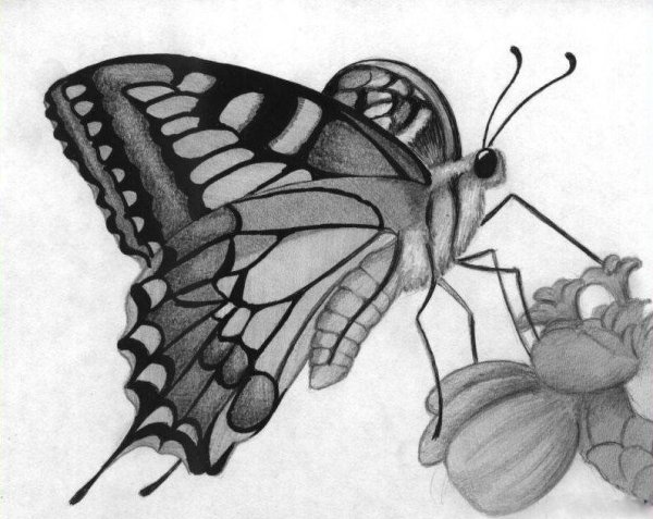 Бабочки карандашом для срисовки