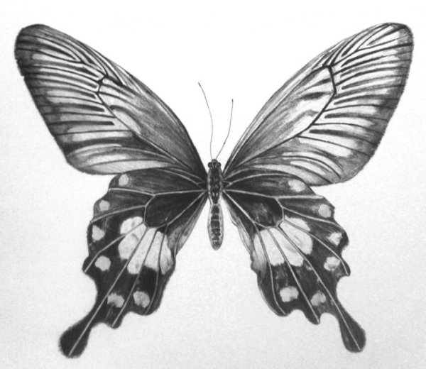 Бабочка карандашом
