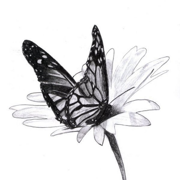 Бабочка рисунок карандашом