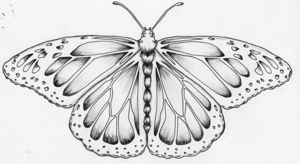 Бабочка рисунок карандашом