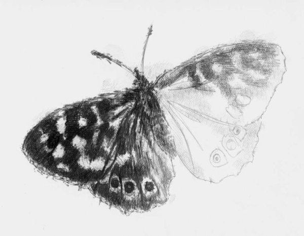 Бабочка рисунок карандашом
