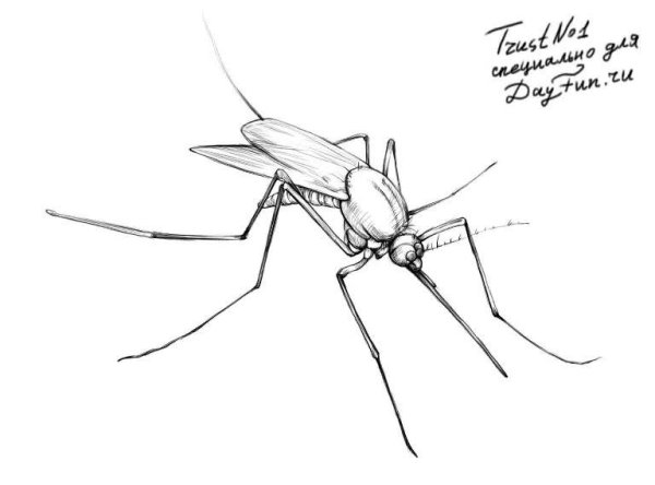 Комар карандашом для детей